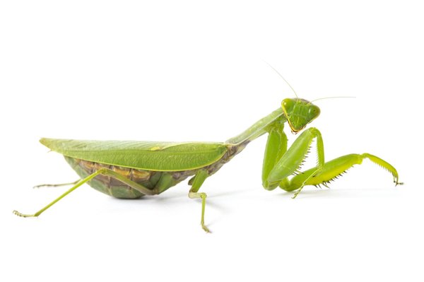 How do you ensure proper fuel line insulation in UK-manufactured performance cars?